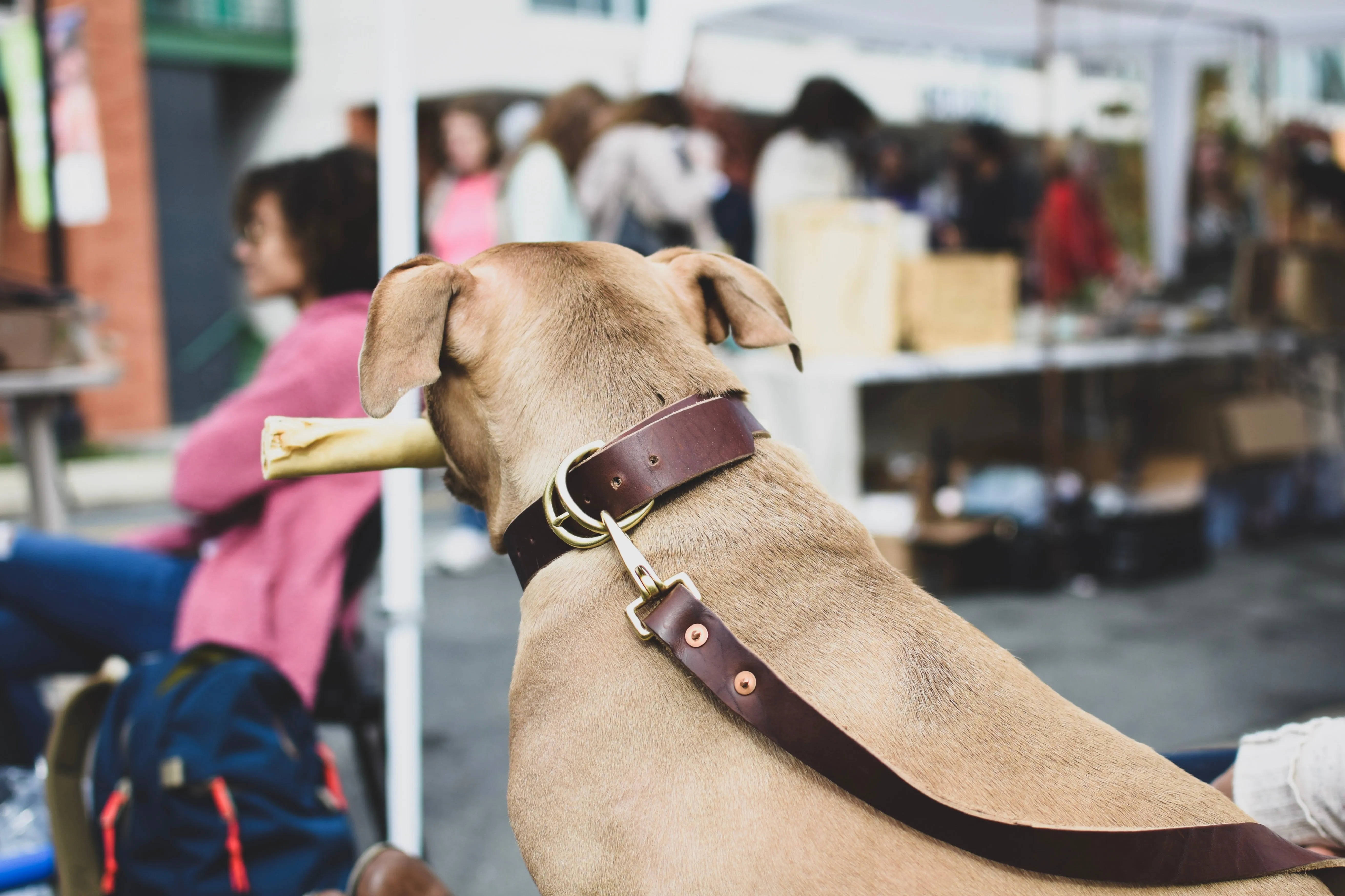 Beltline Collar - English Tan